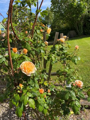 Garden in Springtime - Vendor Supplied Photograph- click for photo gallery